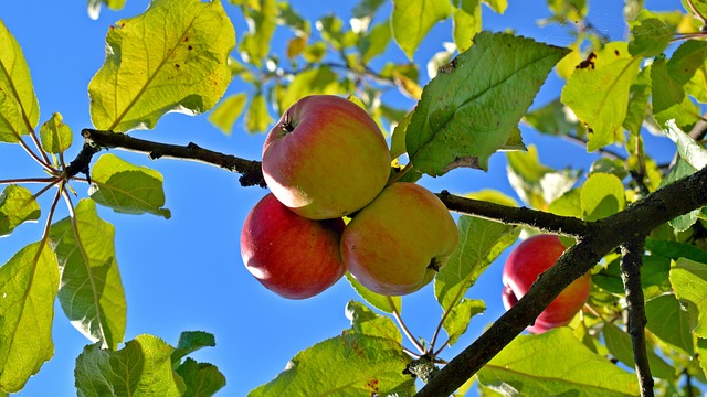 Vier fruitbomen erbij in Visvliet