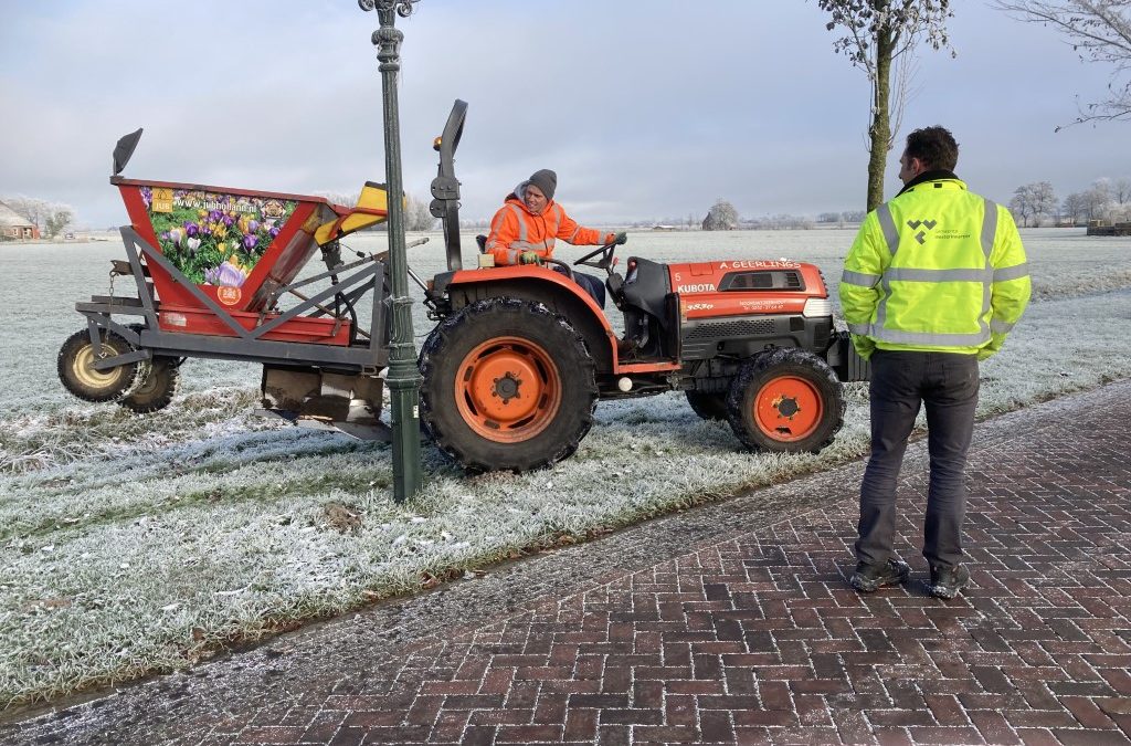 Bollen poten langs de Heirweg.