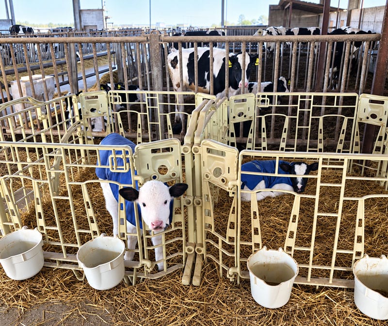 Ranch Welfare Farm installato in vitellaia