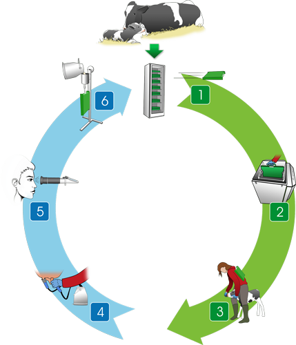grafico-gestione-colostro