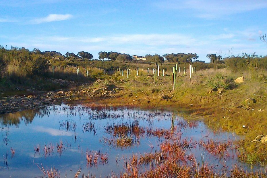 Reforestacion_Portugal