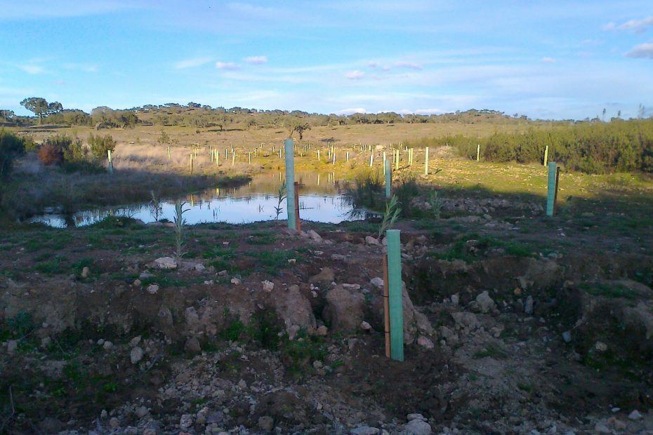 Reforestacion_Portugal_2