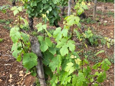 De Beaujolais laat van zich horen!