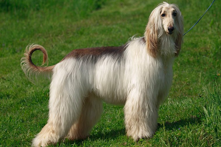 17 självständiga hundraser – för dig som vill ha en oberoende hund:
#11: Afghanhund.