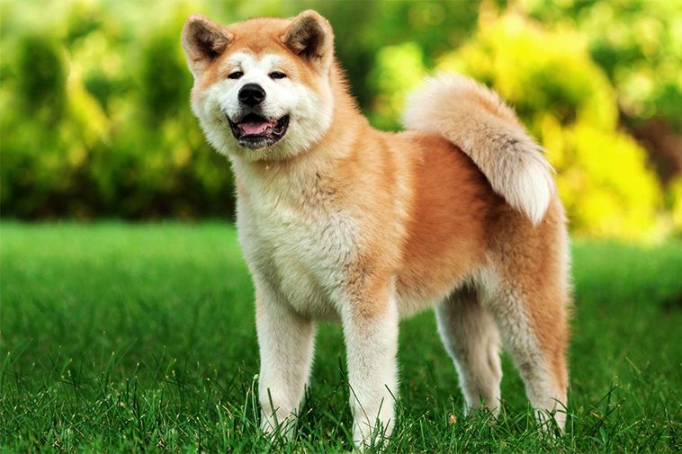 17 självständiga hundraser – för dig som vill ha en oberoende hund:
#10: Akita.