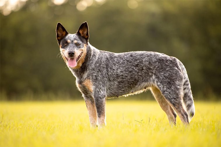 Här är de 18 smartaste hundraserna – och varför de utmärker sig:
#10: Australian Cattledog