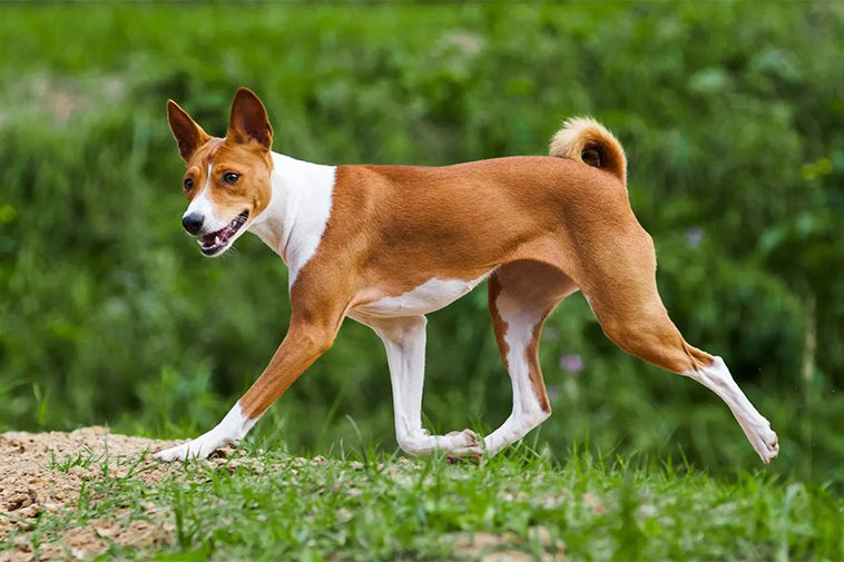 17 självständiga hundraser – för dig som vill ha en oberoende hund:
#9: Basenji.