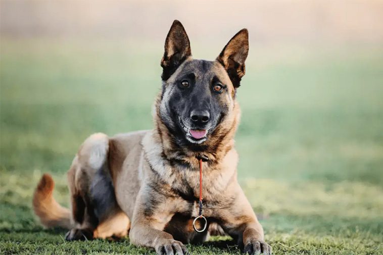 22 hundraser med den starkaste bitkraften:
#22: Belgisk Vallhund - Malinois (195 PSI).