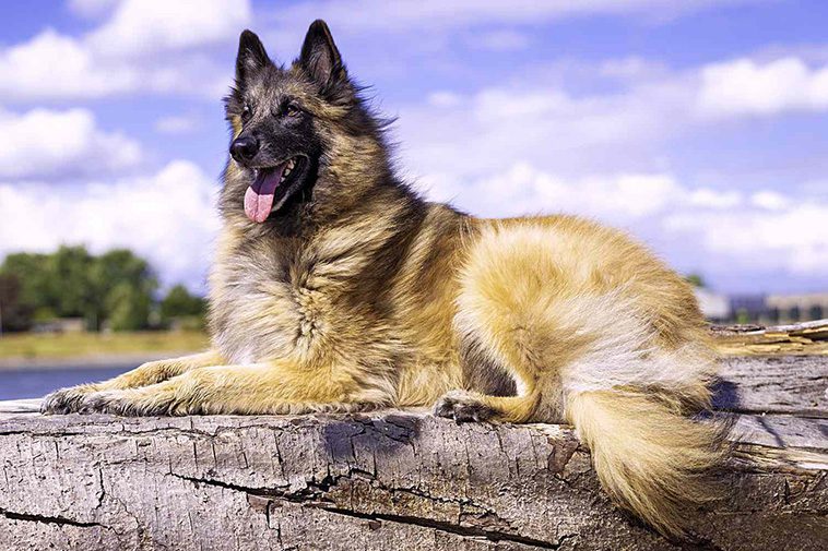 Här är de 18 smartaste hundraserna – och varför de utmärker sig:
#13: Belgisk Vallhund (Tervueren)