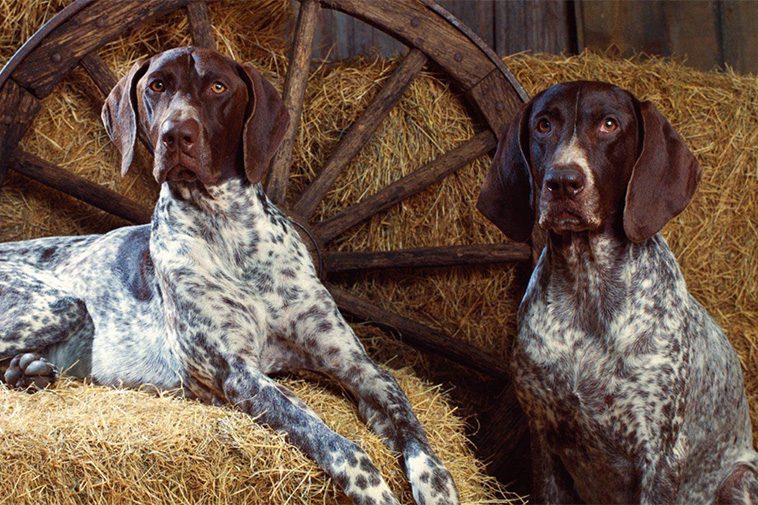 10 hundraser som har överlägset bäst luktsinne:
#7: Bluestick Coonhound