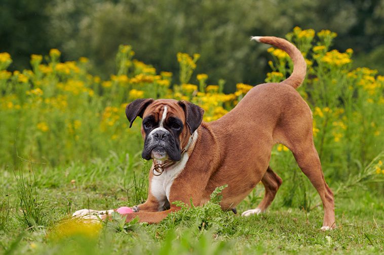 22 hundraser med den starkaste bitkraften:
#16: Boxer (230 PSI).