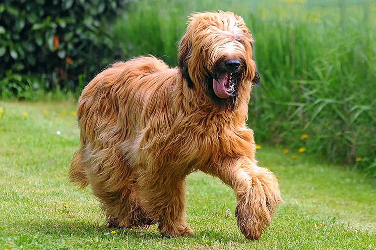 Här är de 18 smartaste hundraserna – och varför de utmärker sig:
#18: Briard