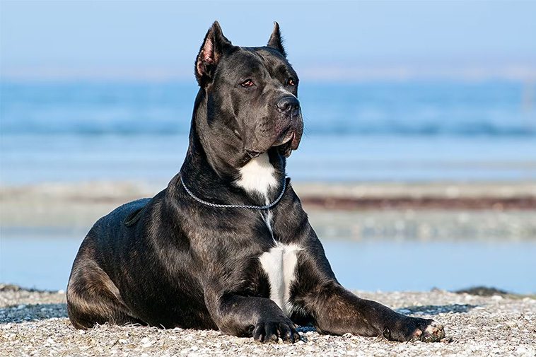 22 hundraser med den starkaste bitkraften:
#3: Cane Corso (700 PSI).