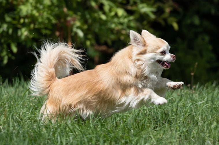 Här är de 100 mest populära hundraserna i Sverige för 2024:
#9: Chihuahua (långhårig).