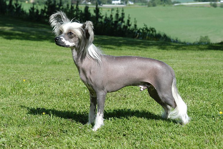 17 självständiga hundraser – för dig som vill ha en oberoende hund:
#15: Chinese Crested Dog.