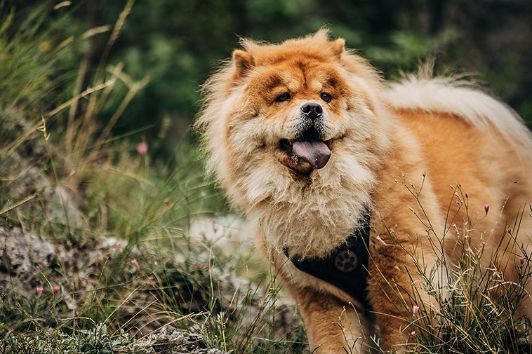 17 självständiga hundraser – för dig som vill ha en oberoende hund:
#1: Chow Chow.