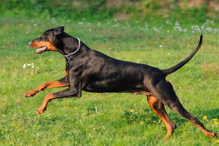 22 hundraser med den starkaste bitkraften:
#17: Dobermann (229 PSI).