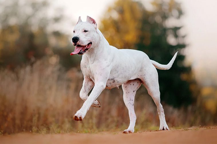 22 hundraser med den starkaste bitkraften:
#8: Dogo Argentino (500 PSI).