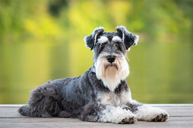 Här är de 18 smartaste hundraserna – och varför de utmärker sig:
#11: Dvärgschnauzer