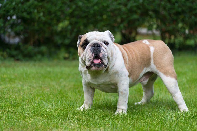 17 självständiga hundraser – för dig som vill ha en oberoende hund:
#14: Engelsk Bulldogg.