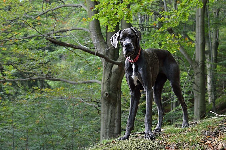 17 självständiga hundraser – för dig som vill ha en oberoende hund:
#17: Grand Danois.