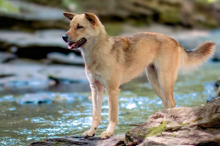 17 självständiga hundraser – för dig som vill ha en oberoende hund:
#8: Korean Jindo Dog.