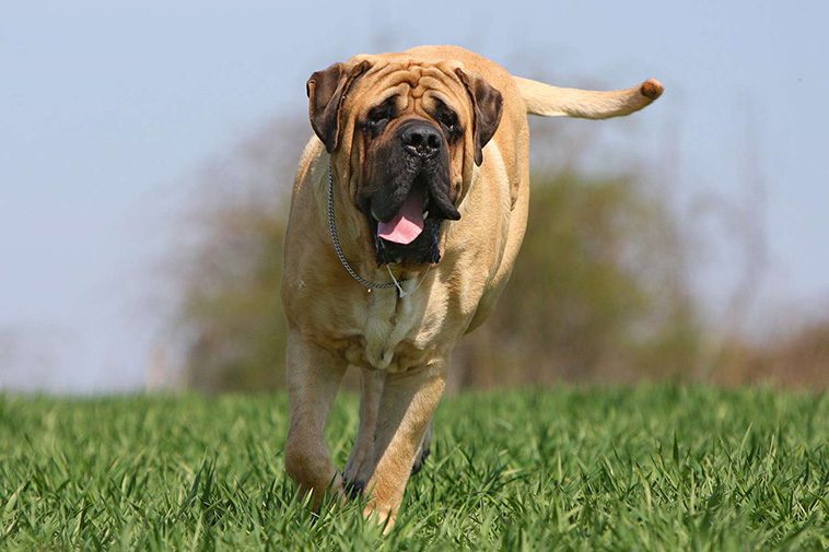 22 hundraser med den starkaste bitkraften:
#6: Mastiff (550 PSI).