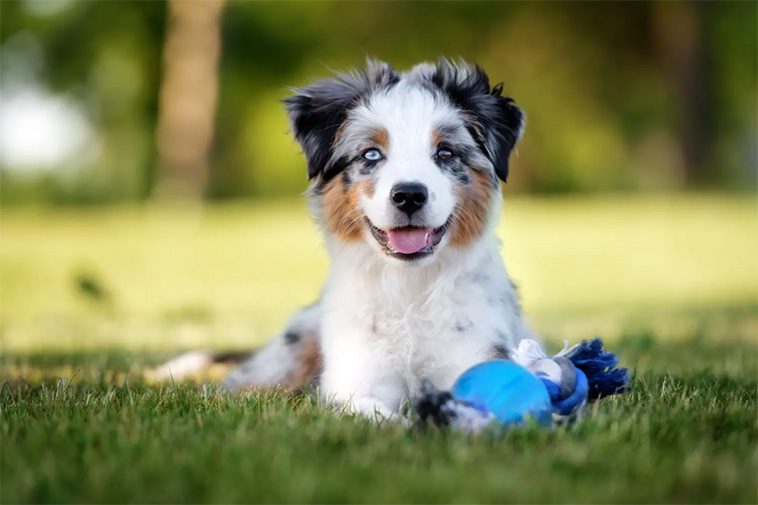 Därför har rasen Miniature American Shepherd blivit så populär:
Lättskött och mångsidig