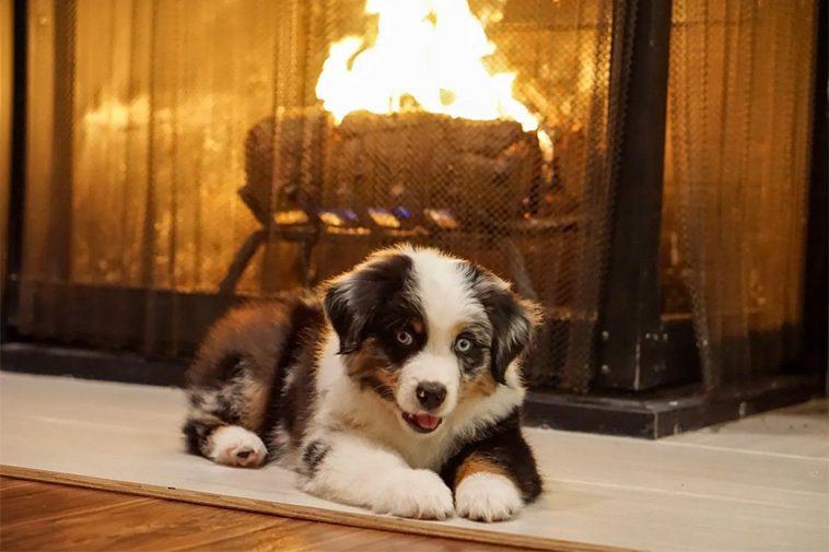 Därför har rasen Miniature American Shepherd blivit så populär:
Rätt storlek för moderna livsstilar