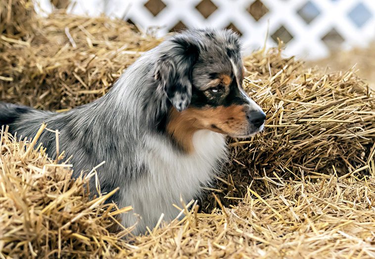 Därför har rasen Miniature American Shepherd blivit så populär:
Sociala medier har också varit med och ökat medvetenheten