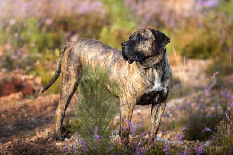 22 hundraser med den starkaste bitkraften:
#7: Presa Canario (540 PSI).