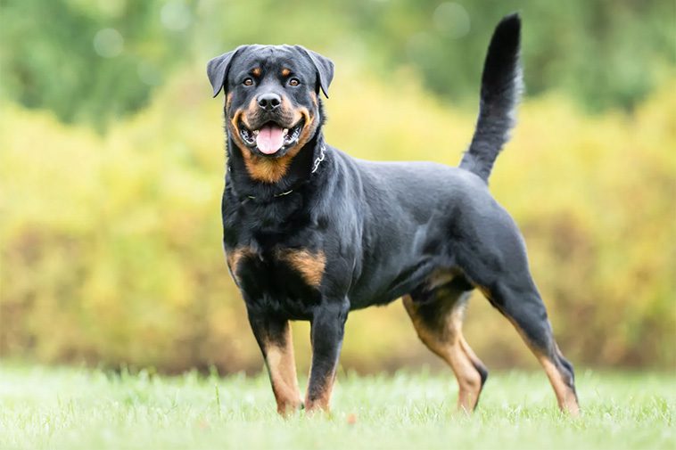 Här är de 100 mest populära hundraserna i Sverige för 2024:
#7: Rottweiler.
