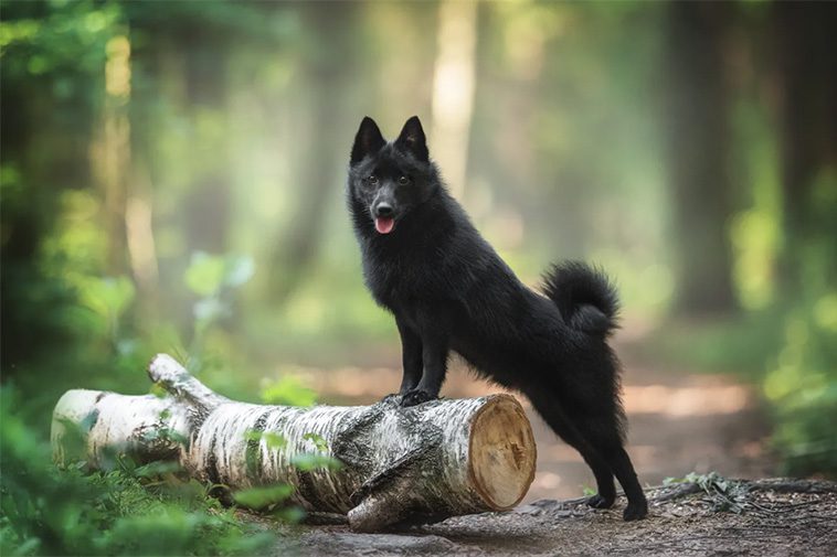 Här är de 18 smartaste hundraserna – och varför de utmärker sig:
#14: Schipperke