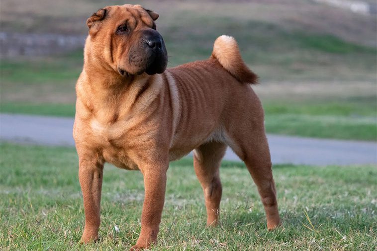 17 självständiga hundraser – för dig som vill ha en oberoende hund:
#5: Shar Pei.