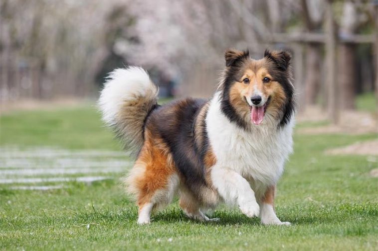 Här är de 18 smartaste hundraserna – och varför de utmärker sig:
#6: Shetland Sheepdog