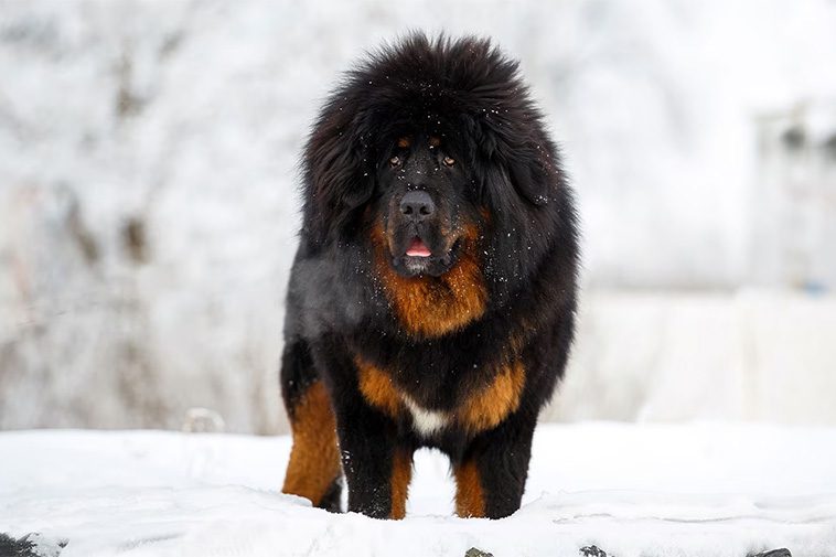 17 självständiga hundraser – för dig som vill ha en oberoende hund:
#16: Tibetansk Mastiff.