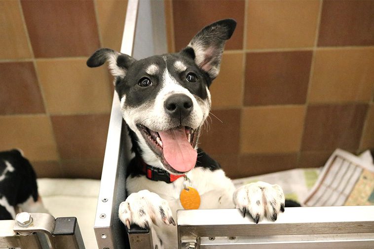 Fördelarna med att adoptera en hund från ett djurhem:
Rädda ett liv och ge en hund en andra chans.