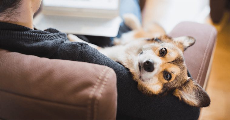 Fördelarna med att adoptera en hund från ett djurhem:
Stöd till en god sak.