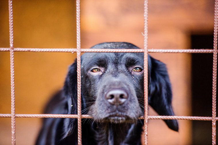 Fördelarna med att adoptera en hund från ett djurhem:
Förväntningar och förberedelser.