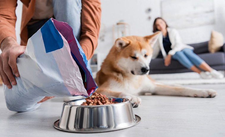 Vad ska du undvika i hundfoder?