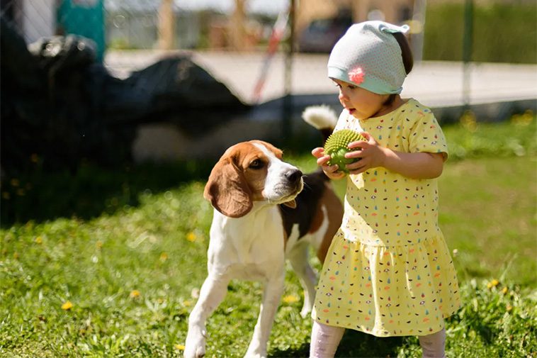 Bästa familjehundarna: Vilka raser är bäst med barn?
Beagle