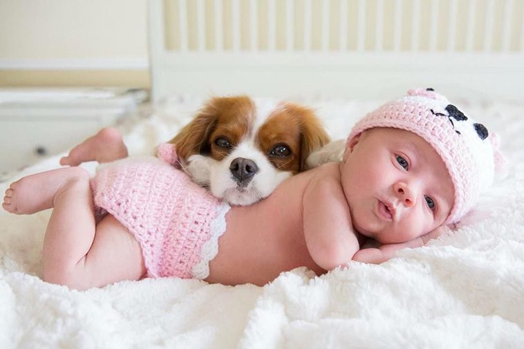 Bästa familjehundarna: Vilka raser är bäst med barn?
Cavalier King Charles Spaniel