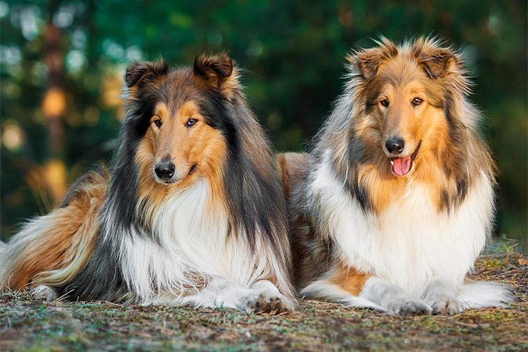 Bästa familjehundarna: Vilka raser är bäst med barn?
Collie