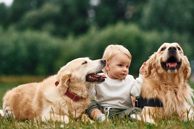 Bästa familjehundarna: Vilka raser är bäst med barn?
Golden Retriever