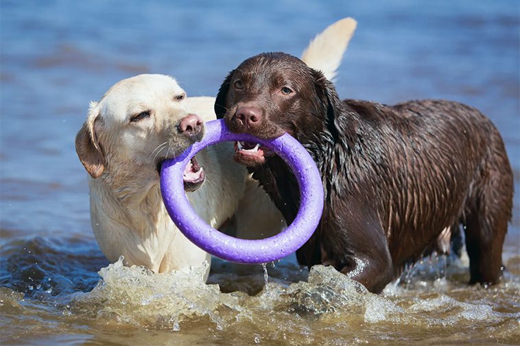 Bästa familjehundarna: Vilka raser är bäst med barn?
Labrador Retriever