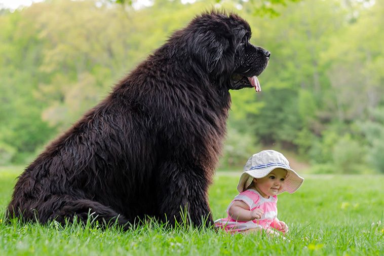 Bästa familjehundarna: Vilka raser är bäst med barn?
Newfoundlandshund