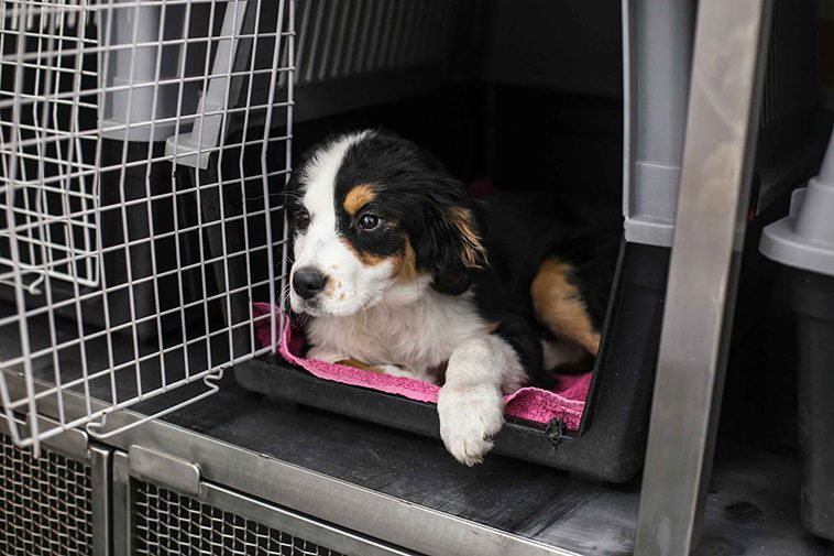Checklista för hundägare: 10 saker du behöver innan hunden flyttar in.
Transportbur eller bilsele.