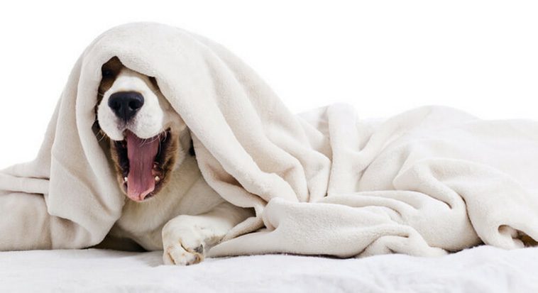 Test 1: Täcka hunden med en filt