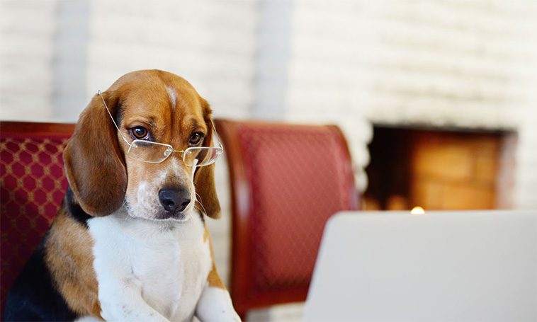 Vad säger resultatet om din hund?