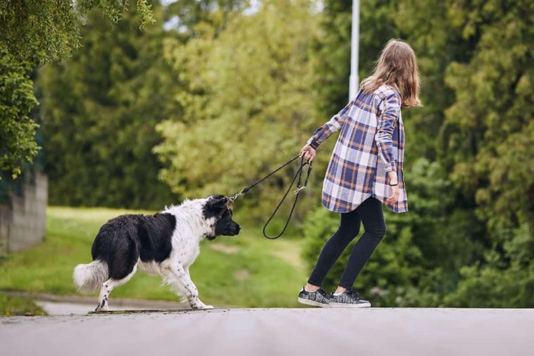 Anpassa träningen till din hund